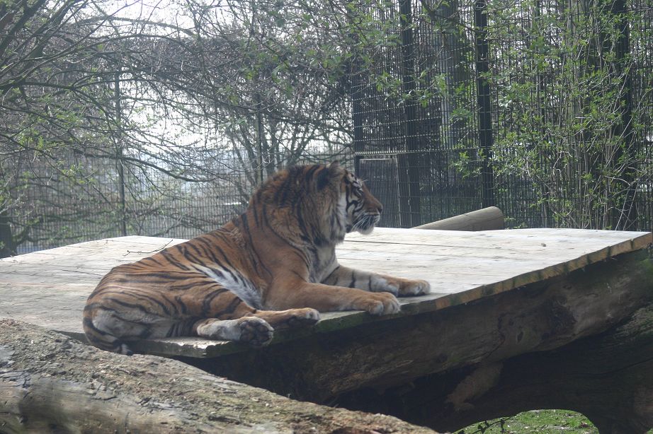 k-Zoo 176.jpg